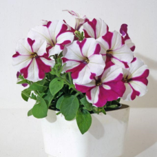 Petunia Hybrid F1 Bella Series (miniflora): Bella Star Violet & White
