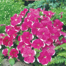 PETUNIA HYBRID F1 Candy Series (multiflora): Candy Laced Rose (Fleuroselect Quality Mark)