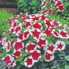PETUNIA HYBRID F1 Candy Series (multiflora): Candy Red Picotee