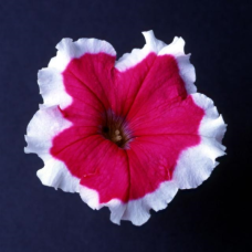 PETUNIA HYBRID F1 Candy Series (multiflora): Candy Rose Picotee