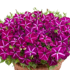 PETUNIA HYBRID F1 Gioconda Series (multiflora): Gioconda Purple & White