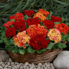 PRIMULA ACAULIS F1 (double flower): Rossella Orange Red, Esikko, kerrannainen