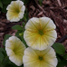 (Mixed of white, lime yellow, orange red) Petunia Multiflora F1 Baby Gioconda  Summertime (sekoitus valkoista, lime keltaista, oranssinpunaista)