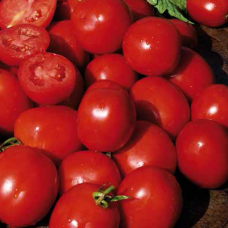  Lycopersicon Lycopersicum Red Arcobaleno, tomato, 1000 s