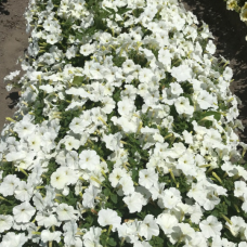 PETUNIA HYBRID F1Pendolino (mini multiflora), Pendolino White