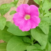 PETUNIA HYBRID F1 Gioconda Series (multiflora): Gioconda Rose 