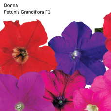 PETUNIA HYBRID F1 Donna Series (grandiflora): Donna Salmon