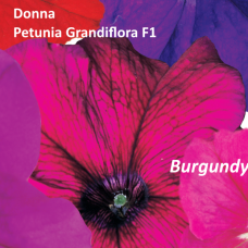 PETUNIA HYBRID F1 Donna Series (grandiflora): Donna Burgundy