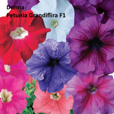 PETUNIA HYBRID F1 Donna Series (grandiflora): Donna Rose