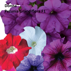 PETUNIA HYBRID F1 Donna Series (grandiflora): Donna White