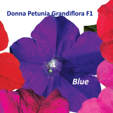 PETUNIA HYBRID F1 Donna Series (grandiflora):Donna Blue Vein