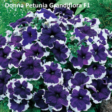 PETUNIA HYBRID F1 Donna Series (grandiflora):Donna Blue Picotee (Fleuroselect Novelty)