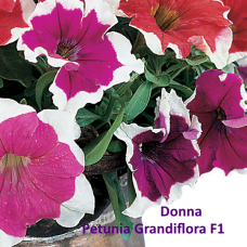PETUNIA HYBRID F1 Donna Series (grandiflora):Donna Burgundy Picotee
