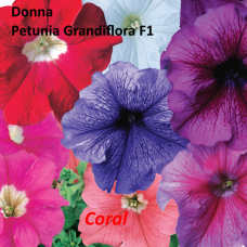 PETUNIA HYBRID F1 Donna Series (grandiflora): Donna Coral