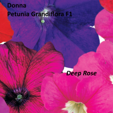 PETUNIA HYBRID F1 Donna Series (grandiflora): Donna Deep Rose