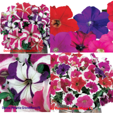 PETUNIA HYBRID F1 Donna Series (grandiflora):Donna Full Mixed