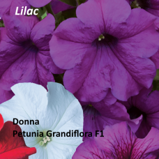 PETUNIA HYBRID F1 Donna Series (grandiflora): Donna Lilac