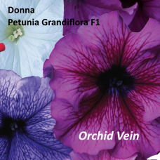 PETUNIA HYBRID F1 Donna Series (grandiflora):Donna Orchid Vein