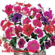 PETUNIA HYBRID F1 Donna Series (Grandiflora): Donna Picotee Mixed