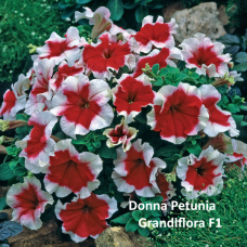 PETUNIA HYBRID F1 Donna Series (grandiflora):Donna Red Picotee