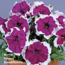 PETUNIA HYBRID F1 Donna Series (grandiflora):Donna Velvet Picotee
