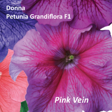 PETUNIA HYBRID F1 Donna Series (grandiflora):Donna Pink Vein