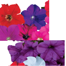 PETUNIA HYBRID F1 Donna Series (grandiflora):Donna Pure Color Mixed
