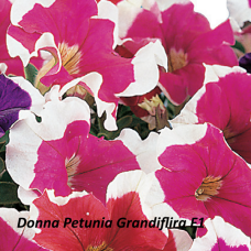 PETUNIA HYBRID F1 Donna Series (grandiflora):Donna Rose Picotee