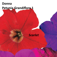 PETUNIA HYBRID F1 Donna Series (grandiflora): Donna Scarlet