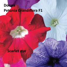 PETUNIA HYBRID F1 Donna Series (grandiflora): Donna Scarlet W/Eye