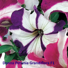 PETUNIA HYBRID F1 Donna Series (grandiflora):Donna Star Blue & White