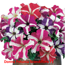 PETUNIA HYBRID F1 Donna Series (grandiflora):Donna Star Mixed