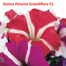 PETUNIA HYBRID F1 Donna Series (grandiflora):Donna Star Red & White