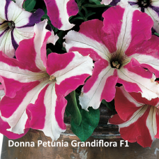 PETUNIA HYBRID F1 Donna Series (grandiflora):Donna Star Rose & White