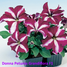 PETUNIA HYBRID F1 Donna Series (grandiflora):Donna Star Velvet & White