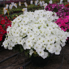 PETUNIA HYBRID F1 Gioconda Series (multiflora): Gioconda White (United States Plant Patent)