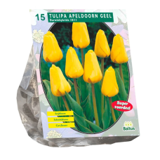 Darwinhybriditulppaani, Tulipa Apeldoorn Darwin Keltainen, 10 kpl.