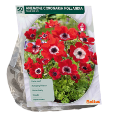 Anemone coronaria, Kruunuvuokko Hollandia, 50 kpl 