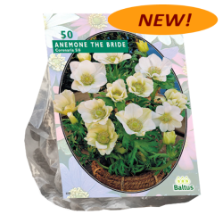 Anemone Coronaria, Kruunuvuokko The Bride, 50 kpl  ALE - 60%!