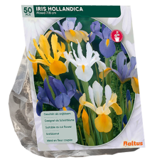 Hollanninkurjenmiekka (Iris hollandica), Sekoitus, 50 kpl 