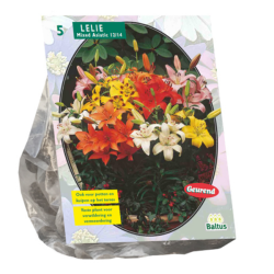 Lilja Asiatic (Lilium), Sekoitus, 5 kpl. ALE - 40%!