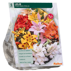 Lilja Asiatic (Lilium), Sekoitus, 5 kpl. TUOTE ON LOPPUUNMYYTY!