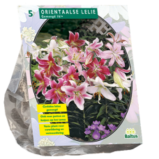 Lilium (Lily) Oriental Mix, 5 psc. SOLD OUT!