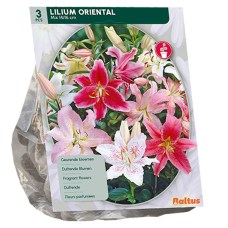  Oriental-lilja eli Idänliljat (Oriental Lilium), Sekoitus, 3 kpl