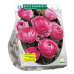 Gotlanninleinikki (Ranunculus) Rose, 15 kpl 