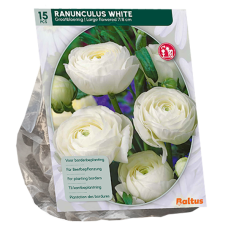 Gotlanninleinikki, Ranunculus, valkoinen, 15 kpl