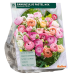 Gotlanninleinikki, Ranonkulus, Pastel Mix 15 kpl 