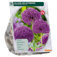 Ukkolaukka (Allium Aflatunense) Purple Sensation, 15 kpl