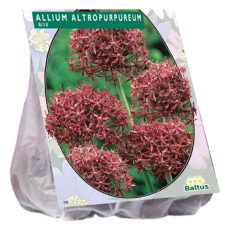 Allium Atropurpureum per 7. 