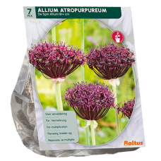 Viinilaukka, Allium Atropurpureum, 7 kpl. 